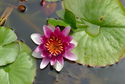 Close-up of lotus water lily in pond