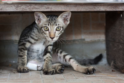 Portrait of cat relaxing on floor