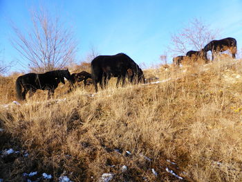 Horses grazing in the field