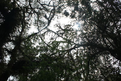 Low angle view of trees in forest against sky