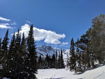 Trees on snow covered landscape against sky