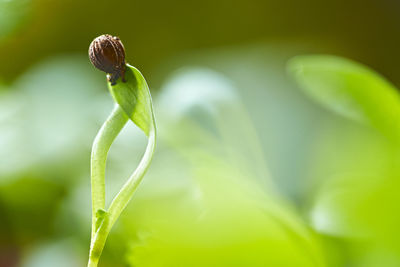 Close-up of green leaf