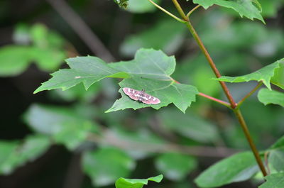 Close-up of green leaves