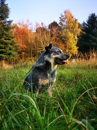 Portrait of a dog on field