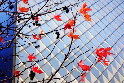 Low angle view of red flowering tree against sky