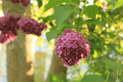 Close-up of pink flowering plant