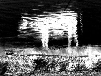 Reflection of trees in water