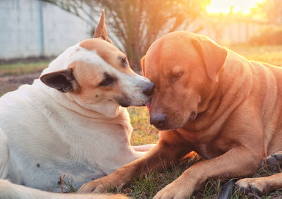 Close-up of dogs