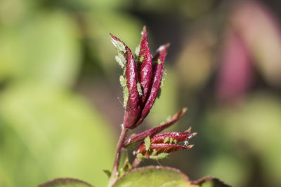 Close-up of flower against blurred background