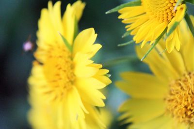Close-up of yellow flowering plant