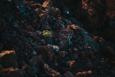 Close-up of coral in sea