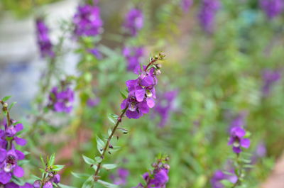 Close-up of butterfly pollinating on purple flowering plant