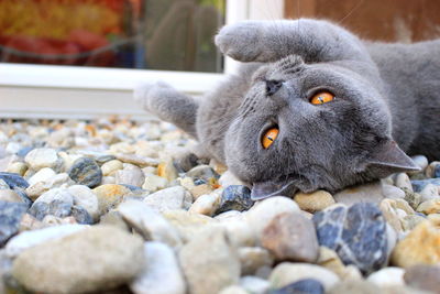 Close-up of cat lying on rocks