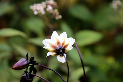 Close-up of white flowering plant