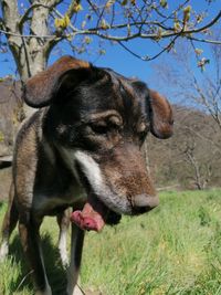 Close-up of a dog on field