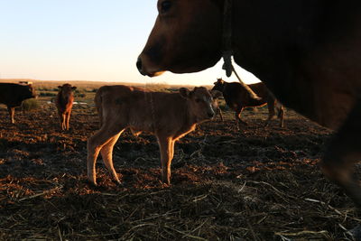 Cow standing on field