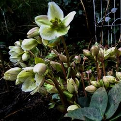 Close-up of flowers