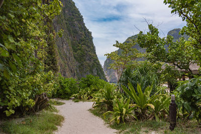 Footpath amidst trees against sky