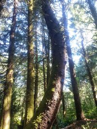 Low angle view of trees in forest