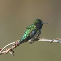 Close-up of bird perching on branch