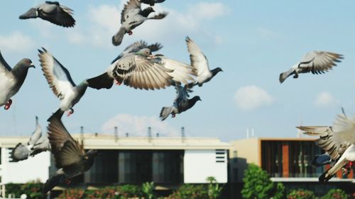 Seagulls flying against sky