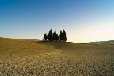 Scenic view of agricultural field against clear sky