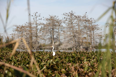 View of bird on field against trees