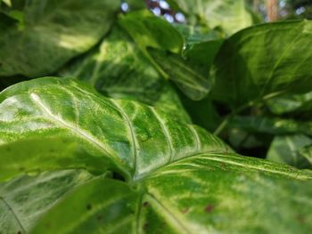 Close-up of wet leaves