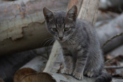 Close-up portrait of cat relaxing on wood