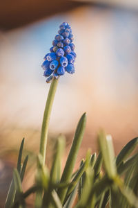 Close-up of flowers against sky