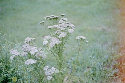 Close-up of white flowering plant on field