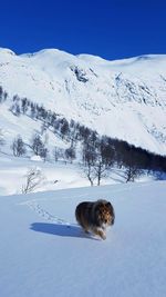 View of animal on snow covered field