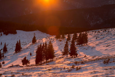 Trees on snow covered landscape during sunset