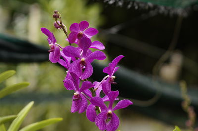 Close-up of purple flowers blooming outdoors