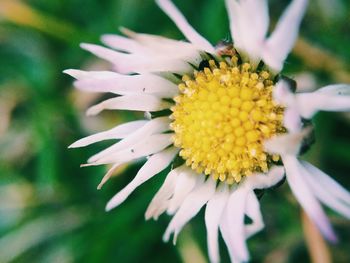 Close-up of white flower