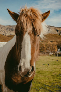 Close-up of horse standing on field