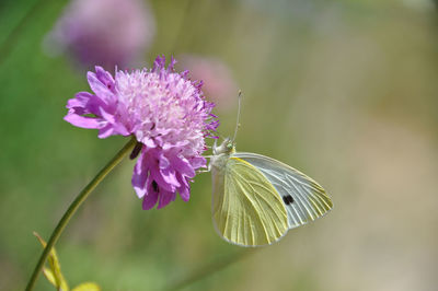 Close-up of butterfly pollinating on pink flower