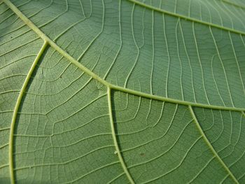 Full frame shot of leaf