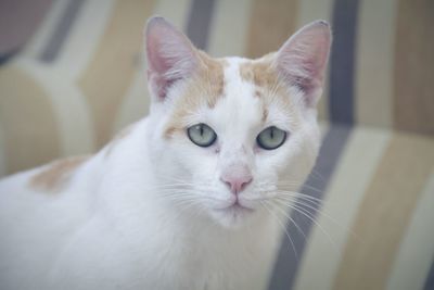 Close-up portrait of cat