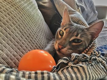 Portrait of cat relaxing on sofa at home