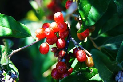 Close-up of berries growing on tree