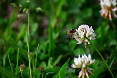 Close-up of bee pollinating on flower