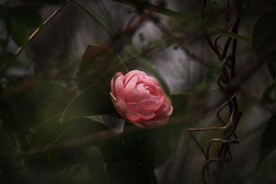 Close-up of pink rose