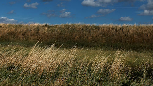 Scenic view of wheat field against sky