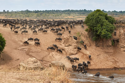 Wildebeest crossing the mara river during the annual great migration.