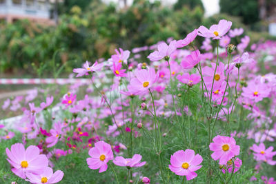 Close-up of pink cosmos flowers in field