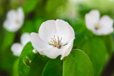 Close-up of white flowering plant