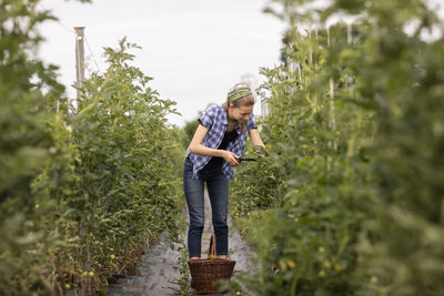 Young woman working as vegetable grower or farmer in the field