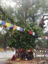 People on multi colored trees