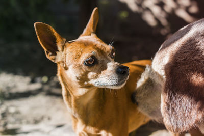 Close-up of dogs